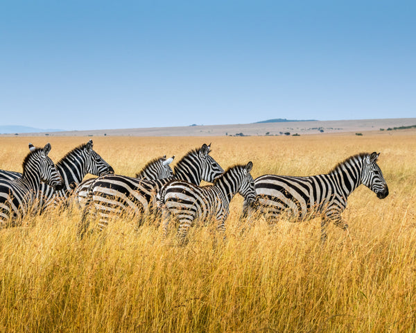 Africa wildlife with zebras in horizon