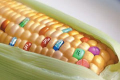 Corn with rx kernels