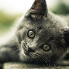 Grey Kitten