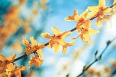 Honeysuckle Bush