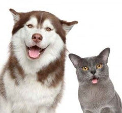 Husky and grey cat