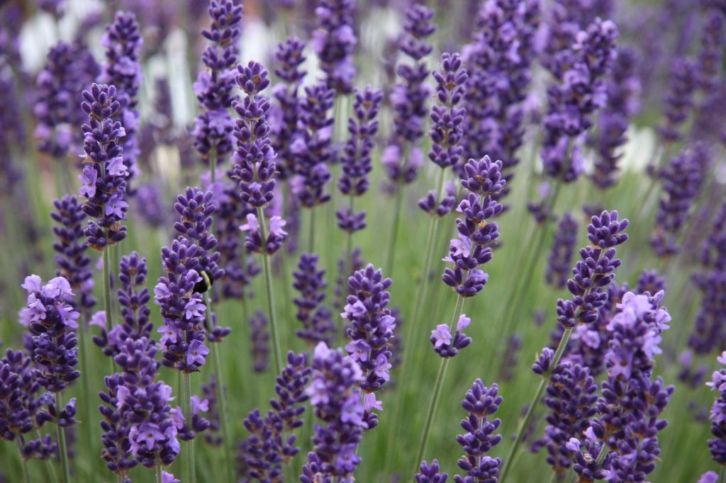 Lavender Flowers