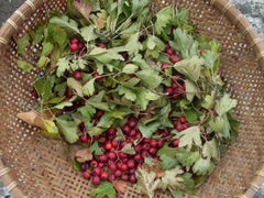 Leaves and berries in wicker basket