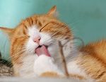 Orange tabby cat licking paw