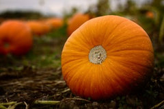 Pumpkin in the pumpkin patch