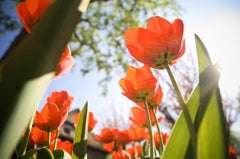 Red tulips in the sun