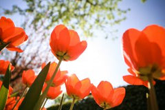 Red Tulips in the Sun