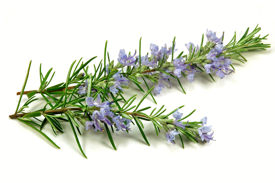 Rosemary blooms