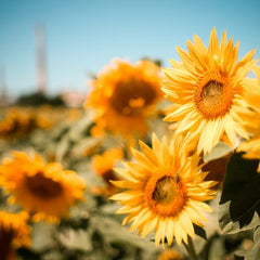 Sunflowers