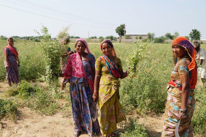 Women Harvesting Henna