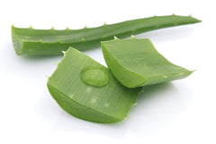 aloe vera