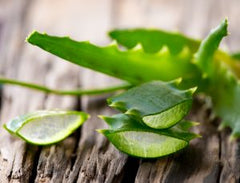 aloe vera plant