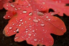 dew of a red fall leaf