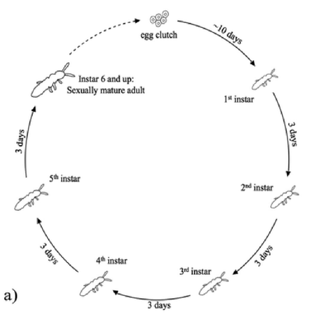 Lifecycle of Springtails (Collembola or Folsomia candida)