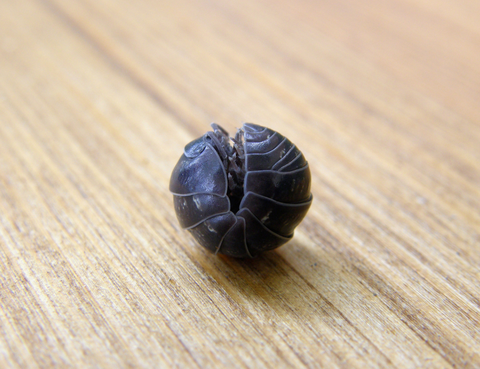 Rolled up isopod protecting itself