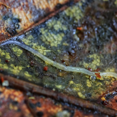 Enchytraeidae (Pot worms) on a decomposing leaf