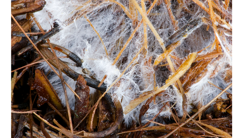 Mycelium growth