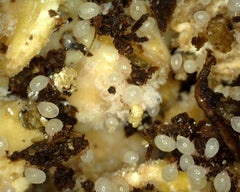 Oribatid mites range from white to dark brown (almost black)