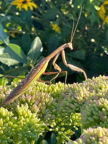 Praying mantis sitting in its natural environment