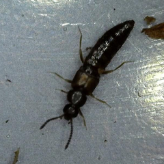 Rove Beetles (Dalotia coriaria) are a predatory species that also consumes organic matter