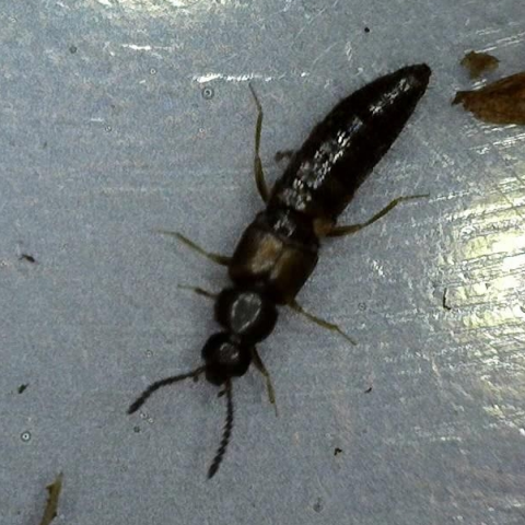 Rove Beetle - Dalotia coriaria