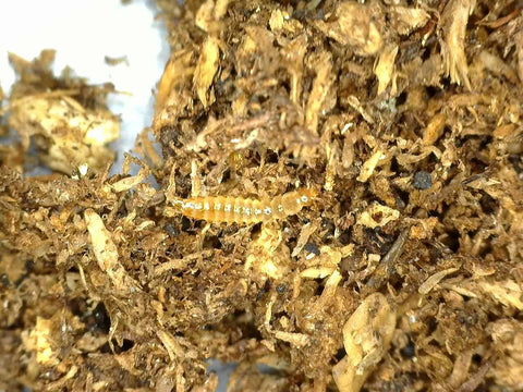 Rove Beetle Larvae (Dalotia coriaria)