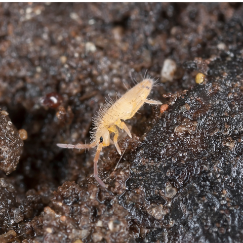 Springtails (collembola) are commonly found in living soil and are beneficial to nutrient cycling