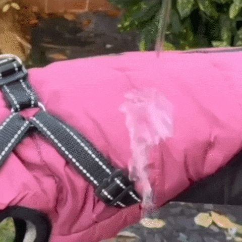 Manteau chien fermeture dos hot sale