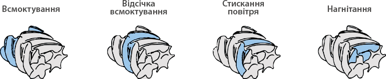 Етапи роботи гвинтового компресору: всмоктування, відсічка всмоктування, стиснення, нагнітання повітря