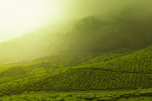 Tea Plantation 