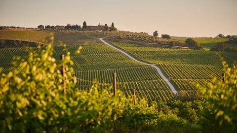 A large, green vineyard. 