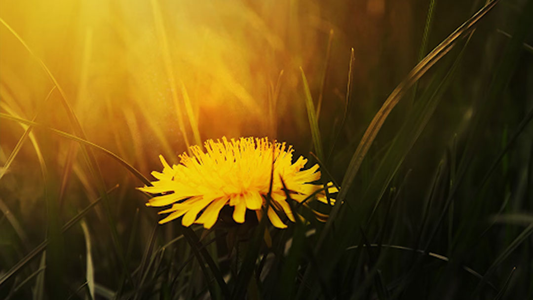 A bright yellow dandelion in a field.