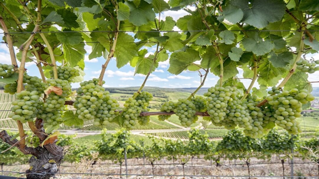 a row of bright green grapes in a large vineyard on a summer day