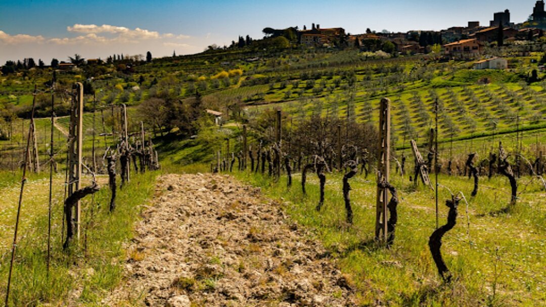 a stretch of green vineyard on a sunny day