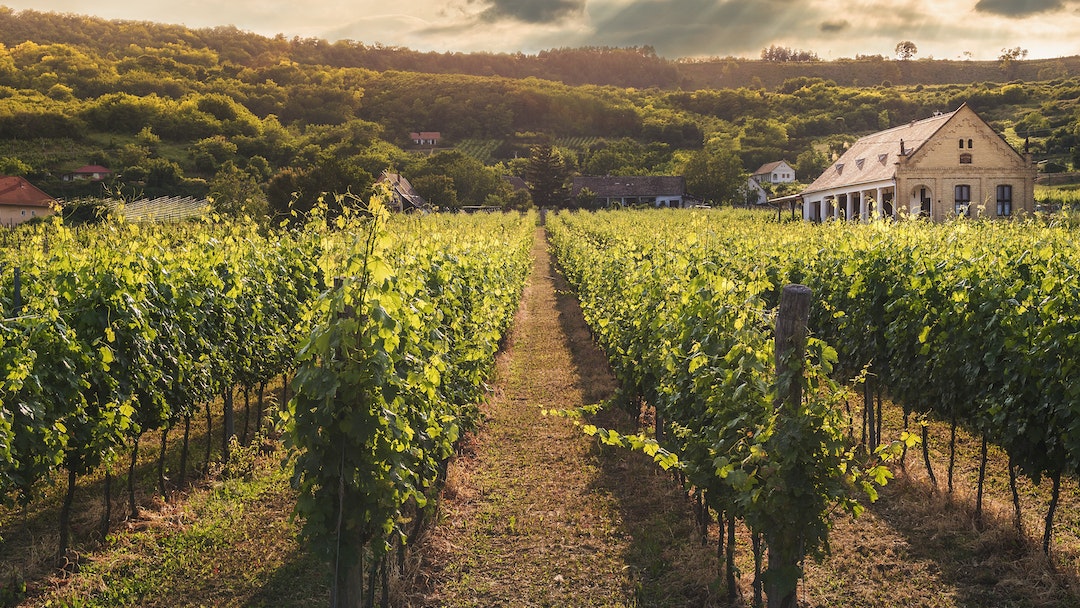  a vineyard in the sun
