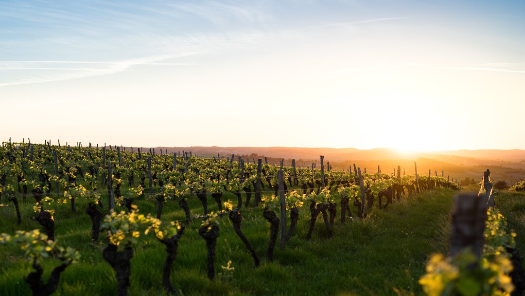 A beautiful wine vineyard at sunset.