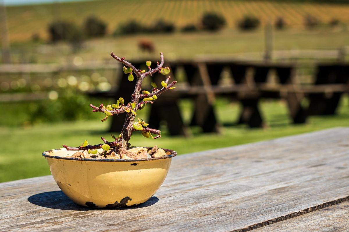 Small potted plant in front of Stellenbosch vineyards