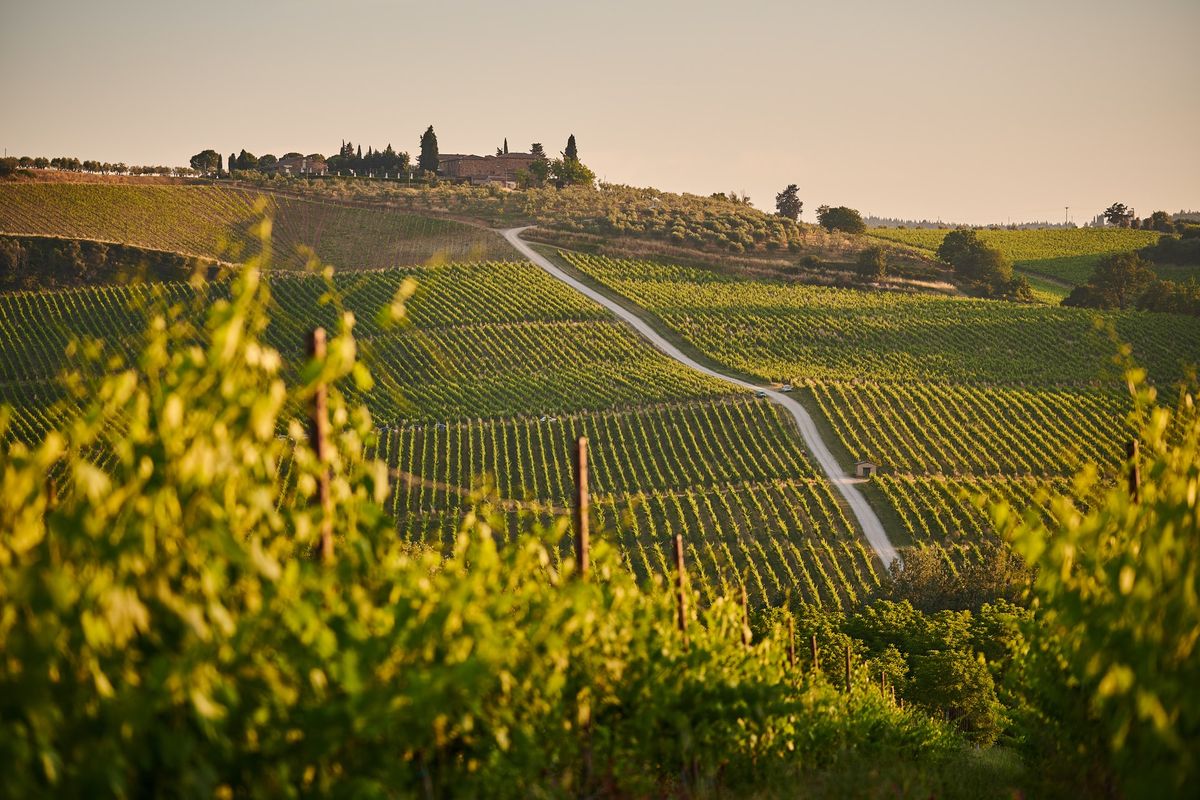 Field blend at an Italian vineyard