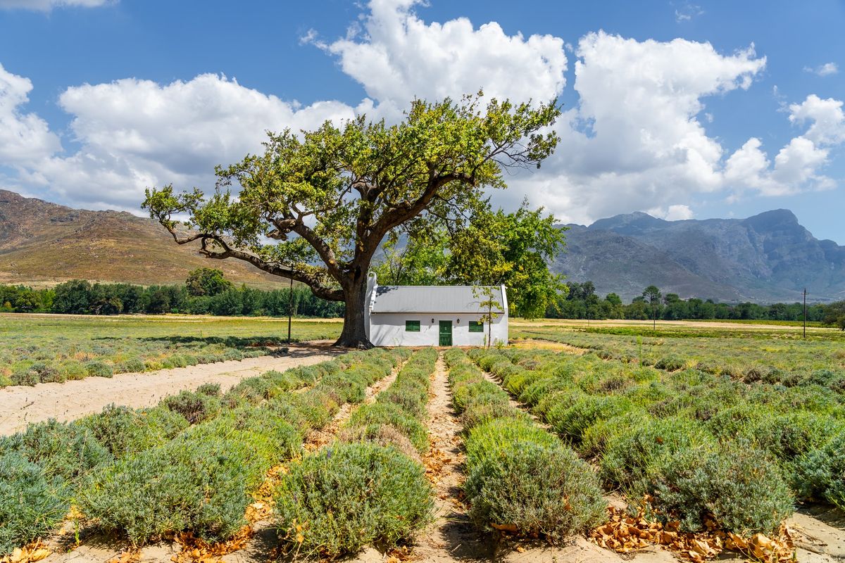 Small, Franschoek farmhouse