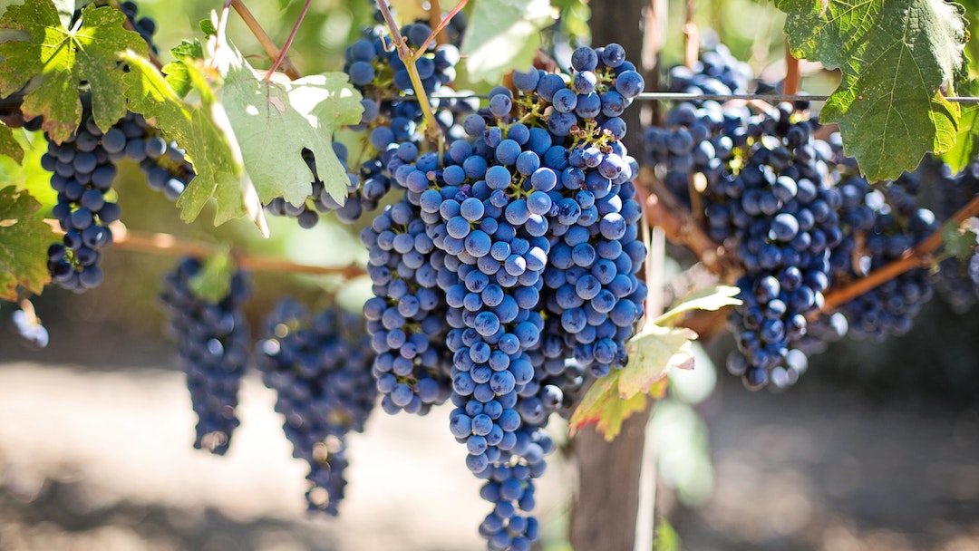 wine grapes hanging at a vineyard