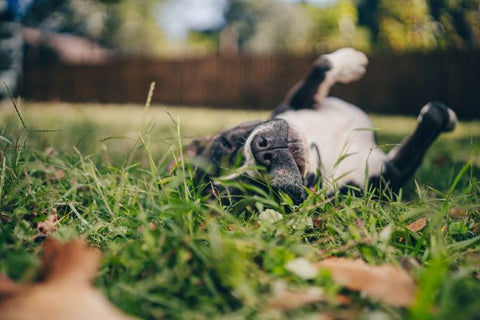 dog rolling around in the grass