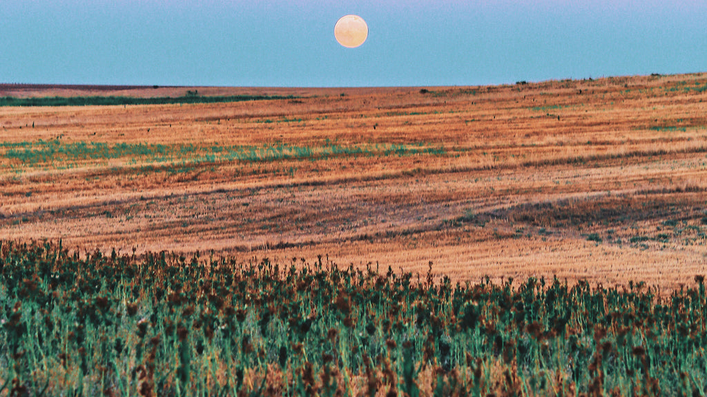 A beautiful Autumn Harvest Moon glows above field of wheat at dusk.