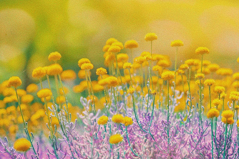 Close-up of vibrant yellow and purple flowers, symbolizing the transformative power of small, consistent actions, akin to the flourishing of flowers through consistent nurturing