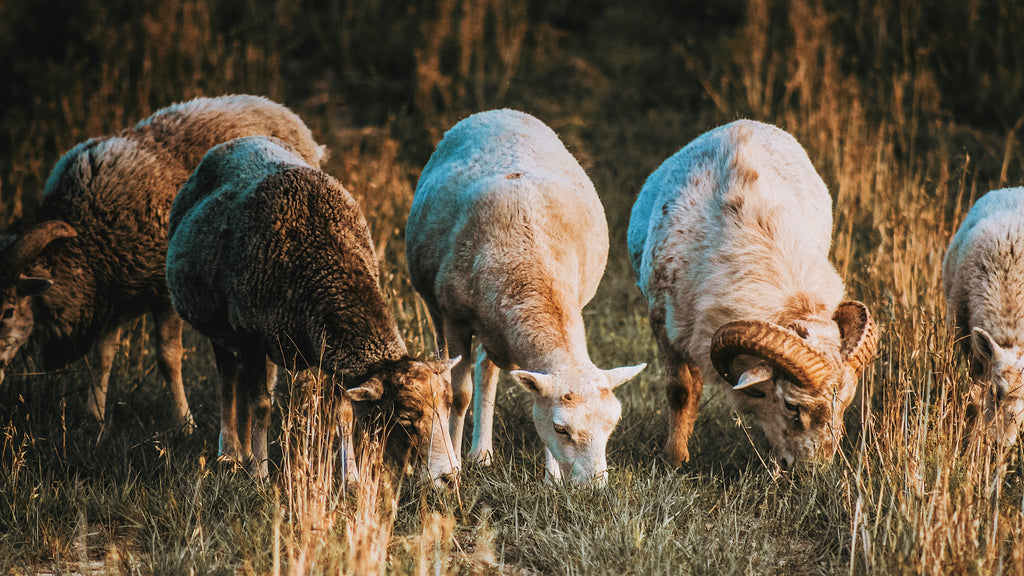 A group of five Ram graze in a field of grass representing the astrological sign of Aries.