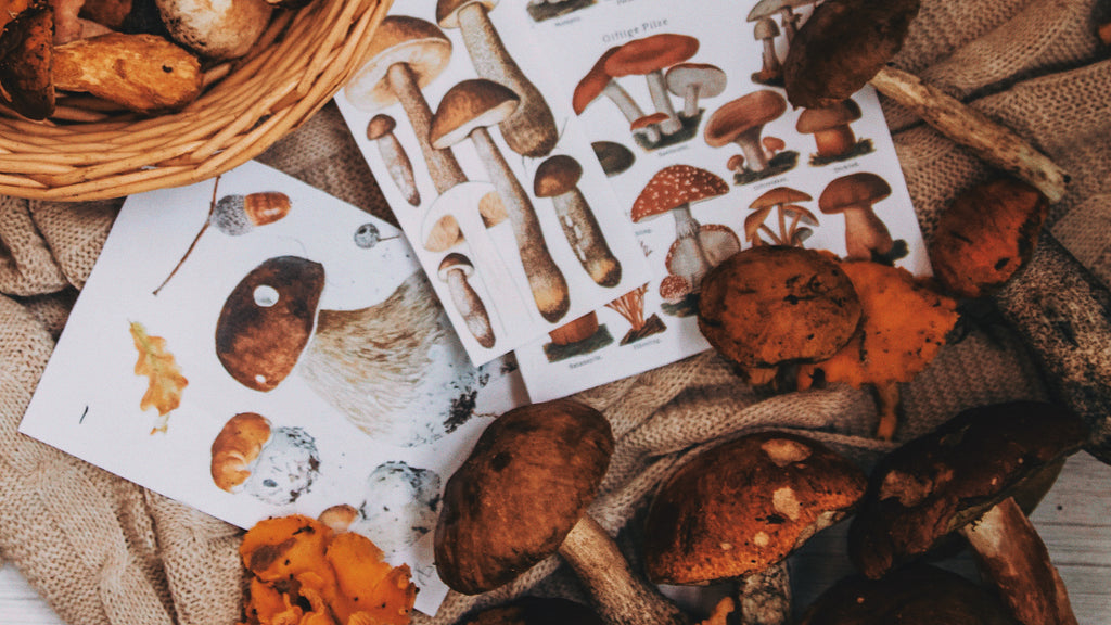 An image of mushrooms ready for harvest near handdrwan diagrams of mushrooms.