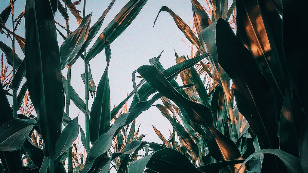 An image of a corn maize at dusk to coincide with the corn new moon.