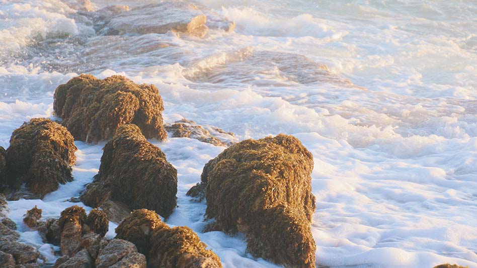 Moss-covered rocks amid frothy waves representing the sea foam from which Aphrodite, the Greek goddess of love, was born.