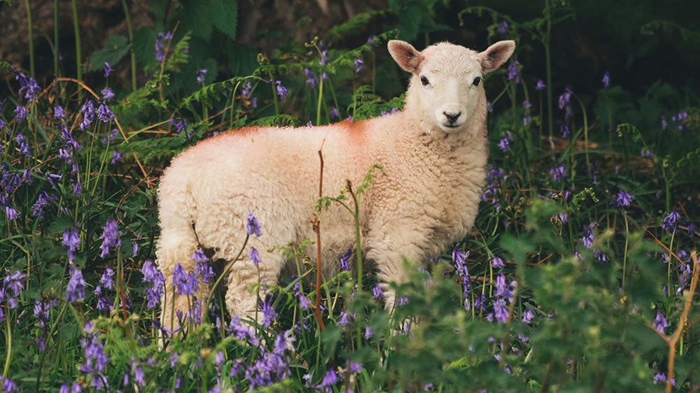 A serene lamb stands amidst a field of bluebells, capturing the essence of Aries' bold and pioneering spirit, set against the vibrant rebirth of nature during the New Moon phase.