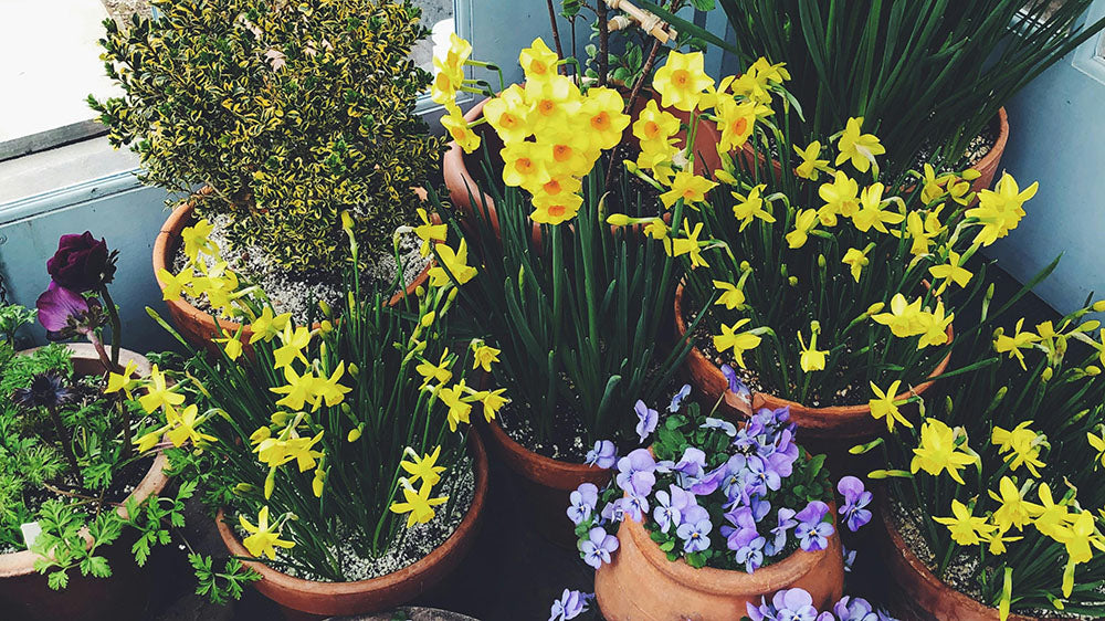 An array of spring flowers in earthen pots, with bright yellow daffodils and delicate purple pansies, representing the vibrant awakening and fertile energy of the April New Moon/Solar Eclipse.