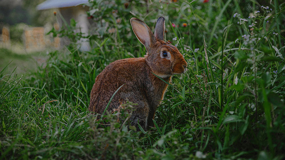 A brown rabbit in a field of green, surrounded by wildflowers and grasses, capturing the essence of fertility and new beginnings during the Hare Moon/Solar Eclipse in Aries.